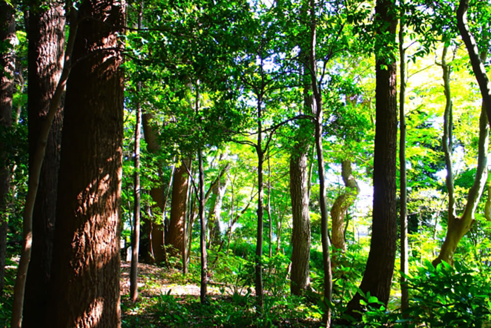絶滅の恐れがあるとして規制されていた楽器木材