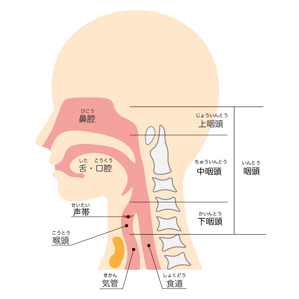 喉の仕組み